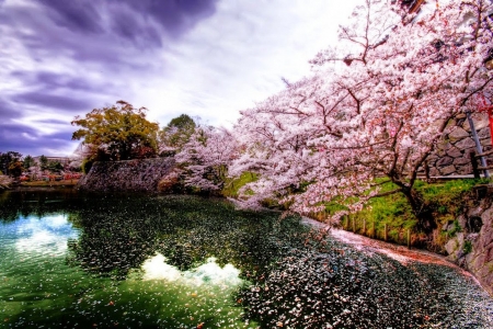 Sakura - flower, sakura, nature, tree