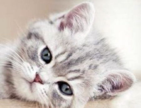 Grey Kitten - Animals, Kitten, Cats, Grey, Blue Eyes