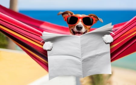 Funny dog - summer, blue, hammock, sea, dog, creative, news, fantasy, animal, paw, funny, red, caine, jack russell terrier, paper, sunglasses