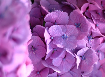 Hydrangea - skin, summer, lilac, texture, flower, hydrangea, pink