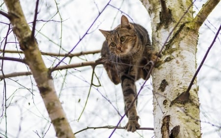 Help? - branch, animal, pisica, paw, funny, situation, tree, cat