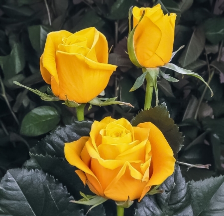 Yellow roses - roses, flowers, Yellow, bouquet