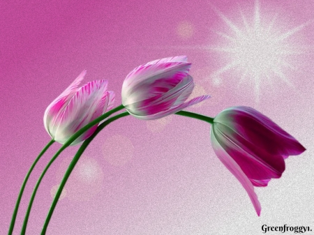 PRETTY TULIPS - flowers, image, tulip, pretty