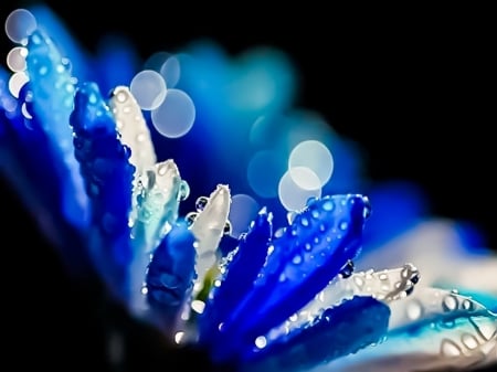 Macro - flowers, drops, Blue, dew