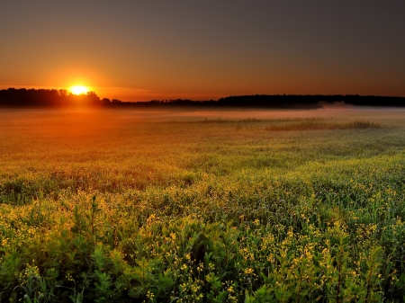 Wildflowers Field at Sunset