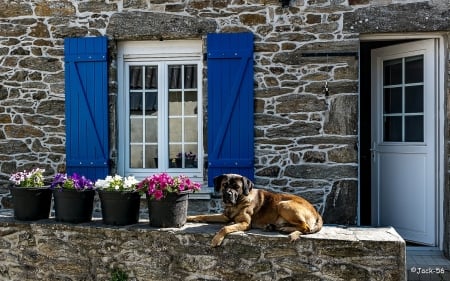 By the Window - door, flowers, window, house, dog