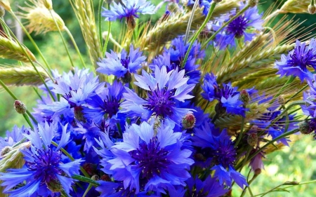 Cornflowers - blossoms, summer, blue, grain, petals