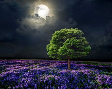 Moonlight - moon, field, night, tree