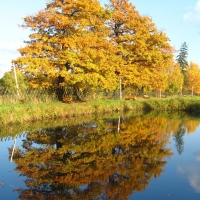 Trees on the Shore