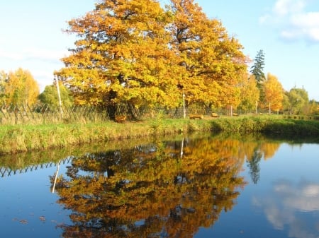 Trees on the Shore - nature, shore, trees, reflection