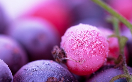 Macro Fruit - macro, fruit, up close, photography