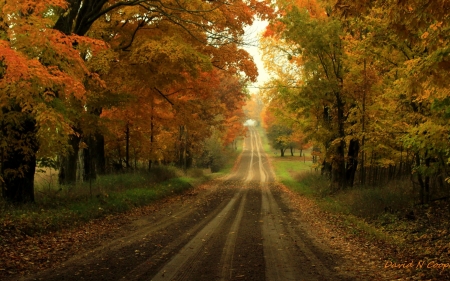 Autumn Road - fall, road, trees, autumn