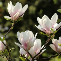 Magnolia