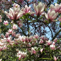 Magnolia