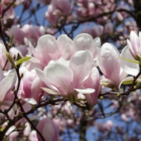 Magnolia