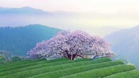 Sakura Tree - Isshingyo, kumamato, cherry blossom, sakura, scenery, pink, tree, flowers, japan, nature, japanese