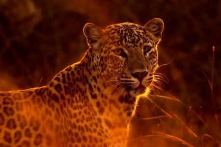 Leopard - leopard, animal, pisica, red, wild, cat