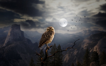 Owl - bird, owl, night, luna, creative, fantasy, pasare, moon, branch