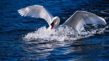 Swan in water - bird, water, swan, beautiful, sea, lovely, white, gorgeous, wings, lake