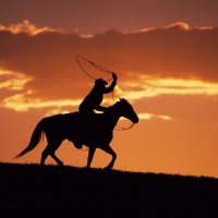 cowboy at sunset