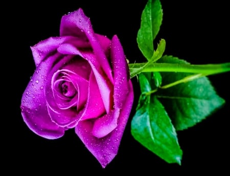 Pink rose...for you