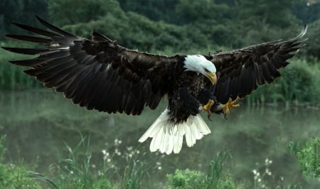 The Mighty Bald Eagle - kevin c pora, kevin pora, erie, kevin charles pora