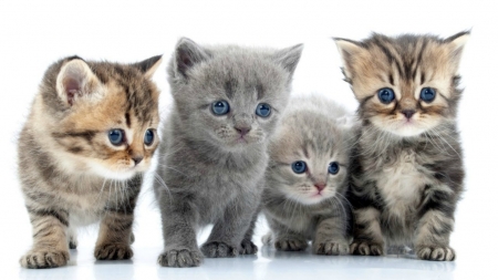 Kittens - animal, pisica, kitten, cute, sweet, cat