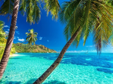 Palm trees on a tropical Beach - island, beach, palm trees, sea