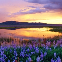 Field of Flowers  