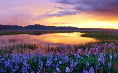 Field of Flowers   - flowers, sunset, nature, lake, field, mountains, sky