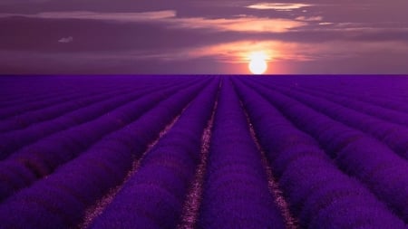 Lavender Field at Sunset - flowers, sunset, nature, lavender, field, sky