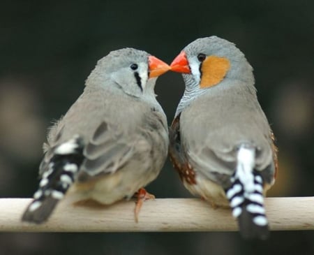 Zebra Finch - pair, zebra, animal, birds, finch