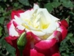 Double Delight Rose