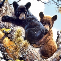 Adventures in the Treetops - Bears