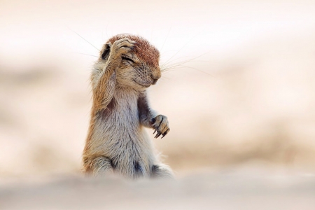 This Is Funny! - paws, chipmunk, squirrels, animals, cute