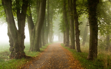 Misty Tree Alley - avenue, path, alley, trees, mist