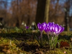 Crocuses