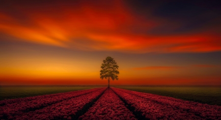 Nature - field, sunset, nature, tree