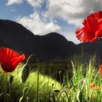 Poppies and Mountains