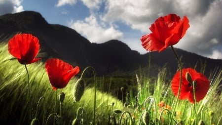 Poppies and Mountains - clouds, poppies, nature, mountins, flower, sky