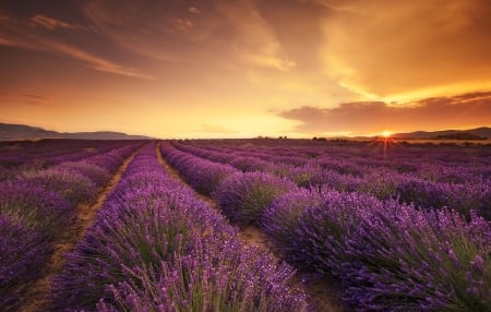 Purple Lavender Field - flowers, nature, lavender, field, sky