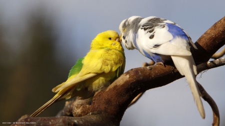 bird couple - love, couple, bird, beautiful