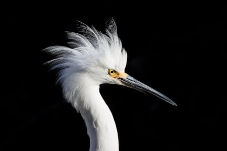 Snowy egret - white, egret, black, snowy, bird