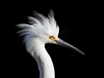 Snowy egret