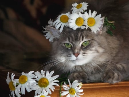 Cat - summer, daisy, green eyes, cat, pisica, white, animal, wreath, chammomile, cute, daykiney