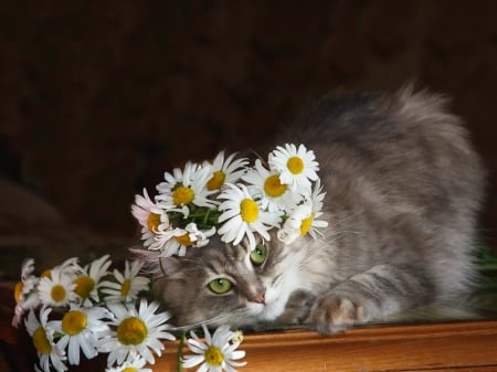 Just being pretty - pretty, daisy, flower, cat, pisica, animal, wreath, cute, daykiney