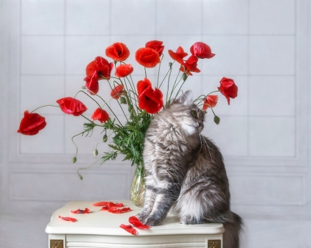 Is not that so! I'm beautiful! - cat, funny, pisica, still life, lovely, daykiney, red, animal, cute, poppy, flower