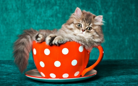 Cat in a teacup