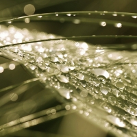 Nature Dew