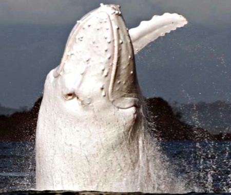 Rare White Humpback Whale - white, rare, humpback, whale, animals, whales